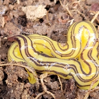 Caenoplana sulphurea (A Flatworm) at Primrose Valley, NSW - 16 Jul 2022 by trevorpreston