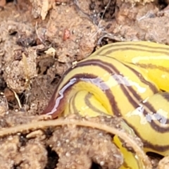 Caenoplana sulphurea at Primrose Valley, NSW - 16 Jul 2022 02:03 PM