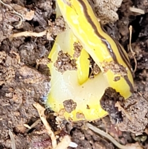 Caenoplana sulphurea at Primrose Valley, NSW - 16 Jul 2022