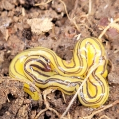 Caenoplana sulphurea at Primrose Valley, NSW - 16 Jul 2022