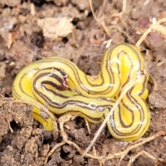 Caenoplana sulphurea at Primrose Valley, NSW - 16 Jul 2022