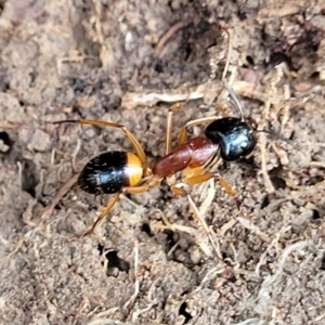 Camponotus consobrinus at Primrose Valley, NSW - 16 Jul 2022