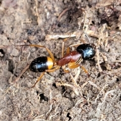 Camponotus consobrinus (Banded sugar ant) at Primrose Valley, NSW - 16 Jul 2022 by trevorpreston