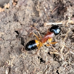 Camponotus consobrinus at Primrose Valley, NSW - 16 Jul 2022