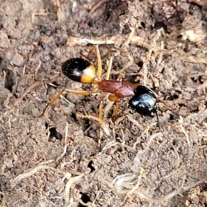 Camponotus consobrinus at Primrose Valley, NSW - 16 Jul 2022