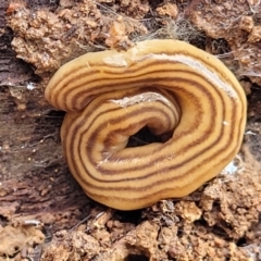 Fletchamia quinquelineata (Five-striped flatworm) at Primrose Valley, NSW - 16 Jul 2022 by trevorpreston
