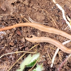 Australoplana alba at Captains Flat, NSW - 16 Jul 2022