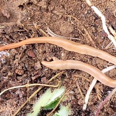 Australoplana alba (A flatworm) at Captains Flat, NSW - 16 Jul 2022 by trevorpreston