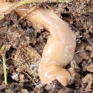 Australoplana alba at Captains Flat, NSW - 16 Jul 2022