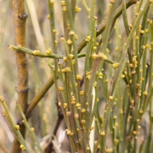 Exocarpos strictus at Primrose Valley, NSW - 16 Jul 2022