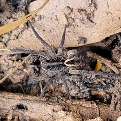 Tasmanicosa sp. (genus) (Unidentified Tasmanicosa wolf spider) at QPRC LGA - 16 Jul 2022 by trevorpreston