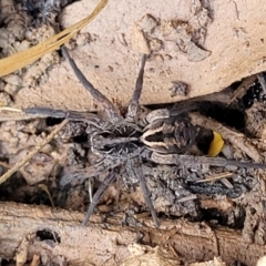 Tasmanicosa sp. (genus) (Unidentified Tasmanicosa wolf spider) at Captains Flat, NSW - 16 Jul 2022 by trevorpreston