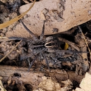 Tasmanicosa sp. (genus) at Captains Flat, NSW - 16 Jul 2022