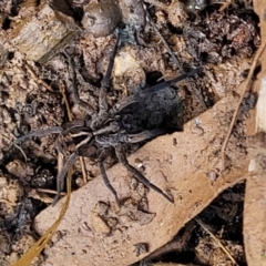 Tasmanicosa sp. (genus) at Captains Flat, NSW - 16 Jul 2022 01:56 PM