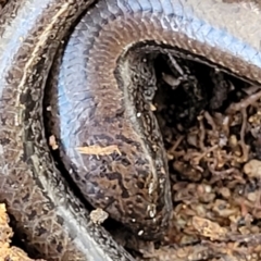Hemiergis talbingoensis (Eastern Three-toed Earless Skink) at Captains Flat, NSW - 16 Jul 2022 by trevorpreston