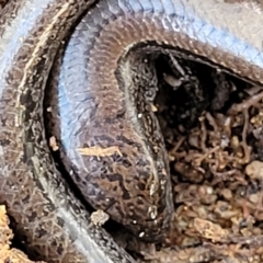 Hemiergis talbingoensis (Three-toed Skink) at QPRC LGA - 16 Jul 2022 by trevorpreston