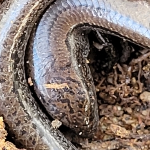 Hemiergis talbingoensis at Captains Flat, NSW - 16 Jul 2022