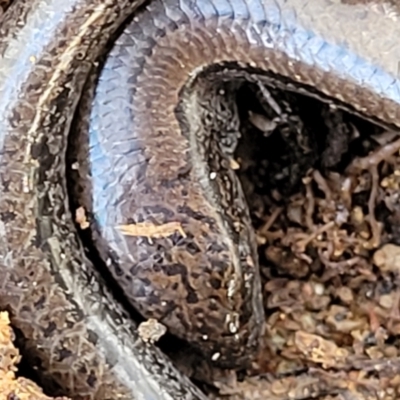 Hemiergis talbingoensis (Three-toed Skink) at Captains Flat, NSW - 16 Jul 2022 by trevorpreston