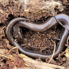 Hemiergis talbingoensis at Captains Flat, NSW - 16 Jul 2022