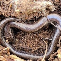 Hemiergis talbingoensis at Captains Flat, NSW - 16 Jul 2022