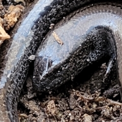 Hemiergis talbingoensis at Captains Flat, NSW - 16 Jul 2022