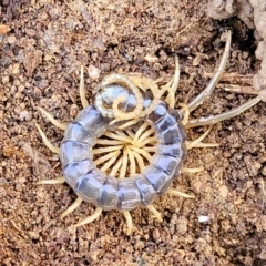 Cormocephalus sp.(genus) (Scolopendrid Centipede) at Captains Flat, NSW - 16 Jul 2022 by trevorpreston
