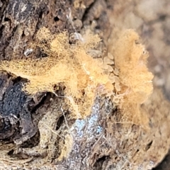 Arcyria sp. (A slime mould) at Primrose Valley, NSW - 16 Jul 2022 by trevorpreston