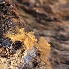Arcyria sp. (genus) at Primrose Valley, NSW - 16 Jul 2022