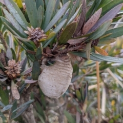 Mantidae (family) (Egg case of praying mantis) at Watson, ACT - 15 Jul 2022 by AniseStar