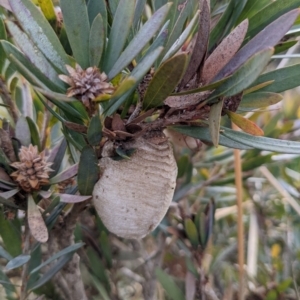 Mantidae (family) at Watson, ACT - 16 Jul 2022