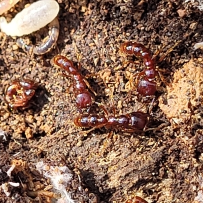 Amblyopone sp. (genus) (Slow ant) at Primrose Valley, NSW - 16 Jul 2022 by trevorpreston