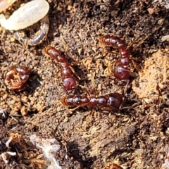 Amblyopone sp. (genus) (Slow ant) at Primrose Valley, NSW - 16 Jul 2022 by trevorpreston