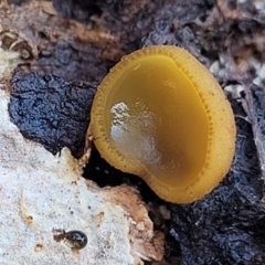 Aleurina ferruginea (Fleshy Cup Fungus) at Primrose Valley, NSW - 16 Jul 2022 by trevorpreston