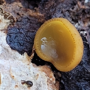 Aleurina ferruginea at Primrose Valley, NSW - 16 Jul 2022 01:40 PM