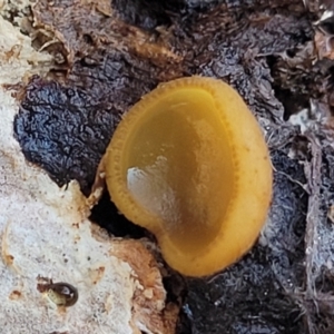 Aleurina ferruginea at Primrose Valley, NSW - 16 Jul 2022 01:40 PM