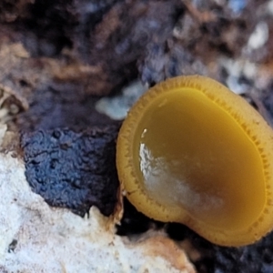 Aleurina ferruginea at Primrose Valley, NSW - 16 Jul 2022 01:40 PM