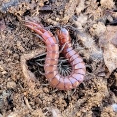 Cormocephalus sp.(genus) (Scolopendrid Centipede) at Captains Flat, NSW - 16 Jul 2022 by trevorpreston