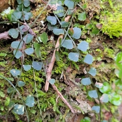 Asplenium flabellifolium (Necklace Fern) at Captains Flat, NSW - 16 Jul 2022 by trevorpreston