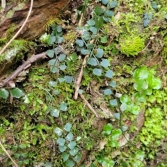 Asplenium flabellifolium at Captains Flat, NSW - 16 Jul 2022