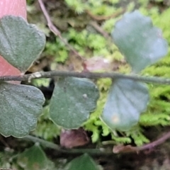 Asplenium flabellifolium at Captains Flat, NSW - 16 Jul 2022