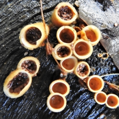 Nidula niveotomentosa (A birds-nest fungus) at Tidbinbilla Nature Reserve - 13 Jul 2022 by JohnBundock