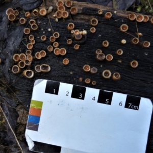 Nidula niveotomentosa at Paddys River, ACT - 13 Jul 2022