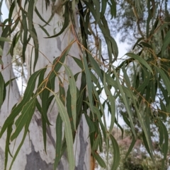 Eucalyptus mannifera (Brittle Gum) at Watson Green Space - 15 Jul 2022 by AniseStar