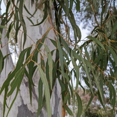 Eucalyptus mannifera (Brittle Gum) at Watson Green Space - 15 Jul 2022 by AniseStar