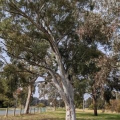 Eucalyptus mannifera at Watson Green Space - 16 Jul 2022 09:12 AM