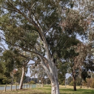 Eucalyptus mannifera at Watson Green Space - 16 Jul 2022