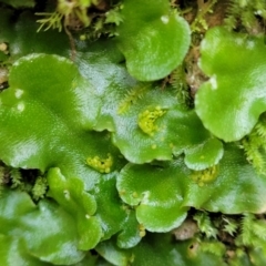 Lunularia cruciata (A thallose liverwort) at QPRC LGA - 16 Jul 2022 by trevorpreston