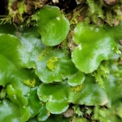 Lunularia cruciata at Captains Flat, NSW - 16 Jul 2022 01:34 PM