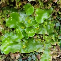 Lunularia cruciata at Captains Flat, NSW - 16 Jul 2022 01:34 PM