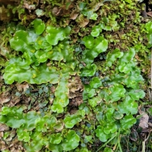 Lunularia cruciata at Captains Flat, NSW - 16 Jul 2022 01:34 PM